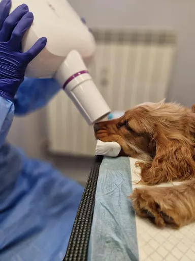 Radomskie Centrum Małych Zwierząt